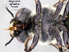 Head Thorax - Ventral View
